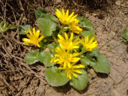 Ficaria kochii